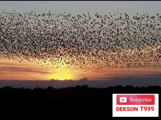 SUARA TARIK BURUNG WALET TERBARU 1 JAM LEBIH class=