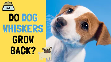 What happens if a dogs whisker gets pulled out?