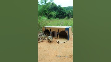 Creative DIY Trap : Technique - Easy bird Traps​#shorts