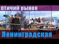 Птичий рынок. Ленинградская. [12.03.2023]