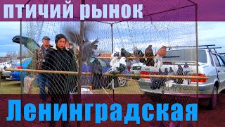 Птичий рынок. Ленинградская. [12.03.2023]