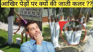 आखिर पेड़ों पर क्यों बनाई जाती हैं सफेद और लाल रंग की पट्टियां | 10 Random Facts |BY AD Facts