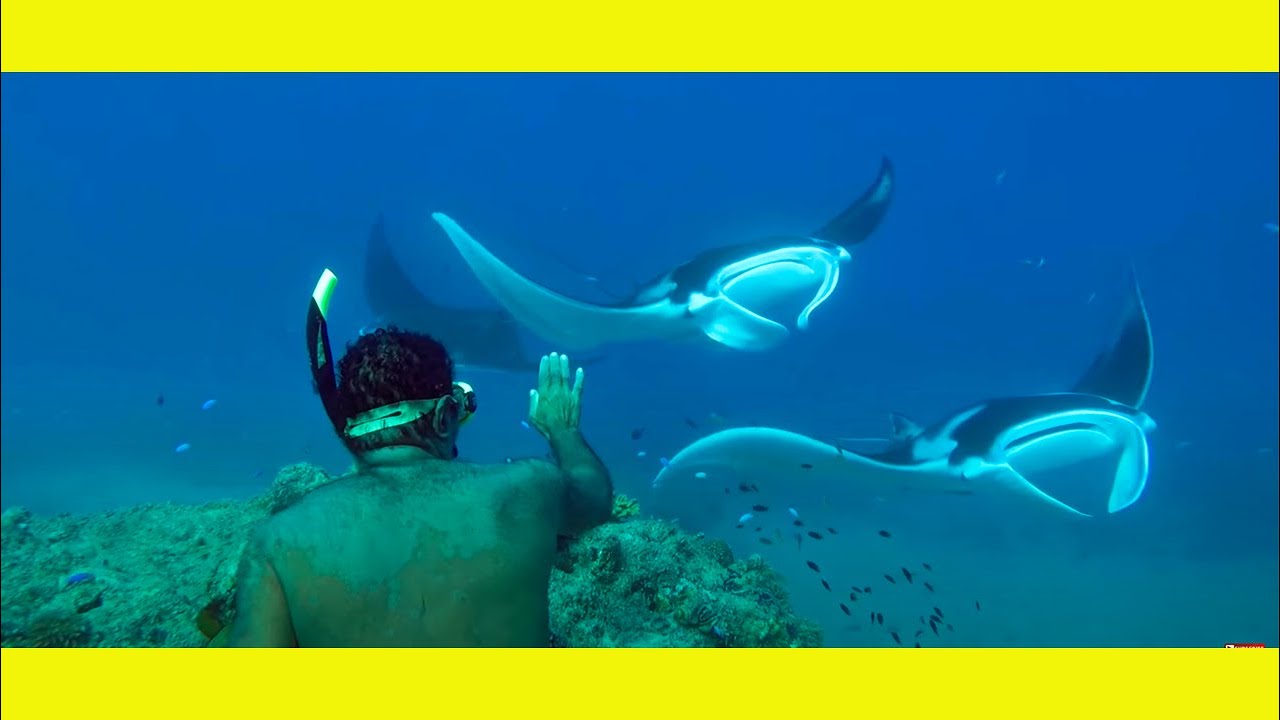 83 year old man swimming with Manta Rays - Sailing Papua - Learning By Doing Ep76