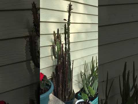 Vídeo: Quan regar Euphorbia trigona?