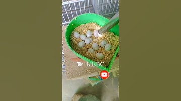Eggs Fertility #birds #finch #goldian #homebreed