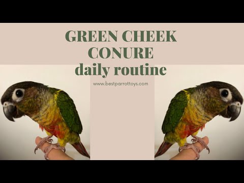 🦜 What is a Green Cheek Conure's Daily Routine? ❤️