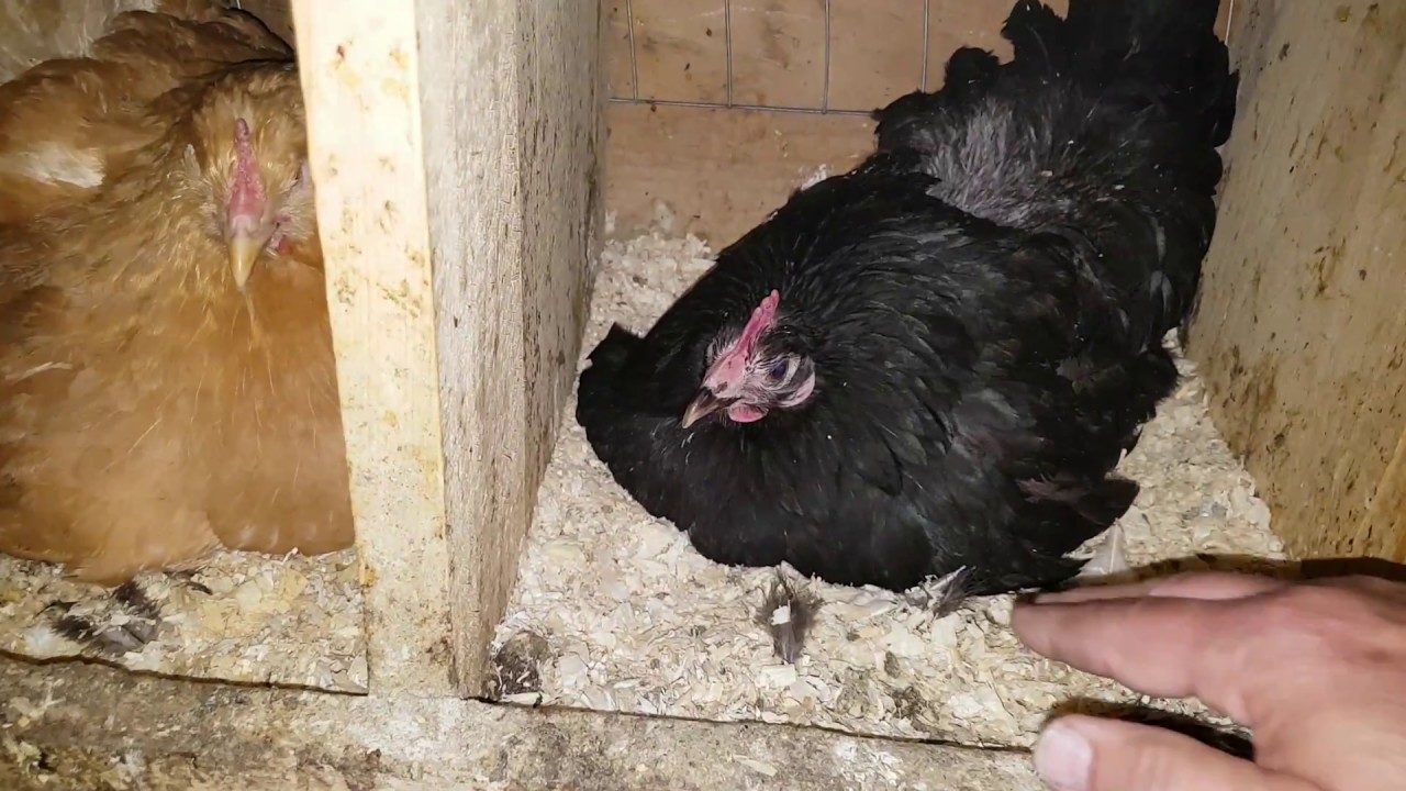 Setting the Broody Hen YouTube
