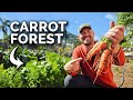 Sharing my carrot growing secrets