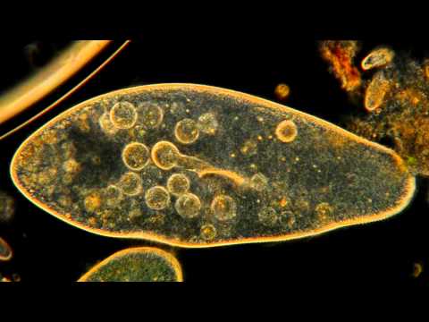 Video: Kako se euglena prehranjuje?