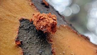 Junk Bug (orange edition)