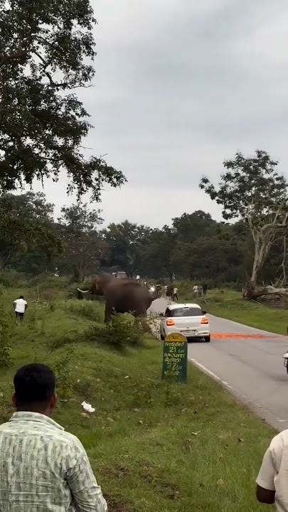 ಬಂಡೀಪುರದಲ್ಲಿ ವ್ಯಕ್ತಿಮೇಲೆ ಆನೆ ಅಟ್ಯಾಕ್ 😨 #trending #elephant #ytshorts #elephantattack #viralvideos