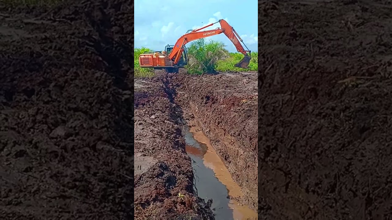Rehabilitasi Kebun sawit || lahan rawa. 