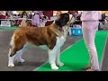 Сенбернар (ч.1/3), выставка собак ZooExpo 2016. Saint Bernard, Baltic Winner 2016 FCI CACIB Dog Show