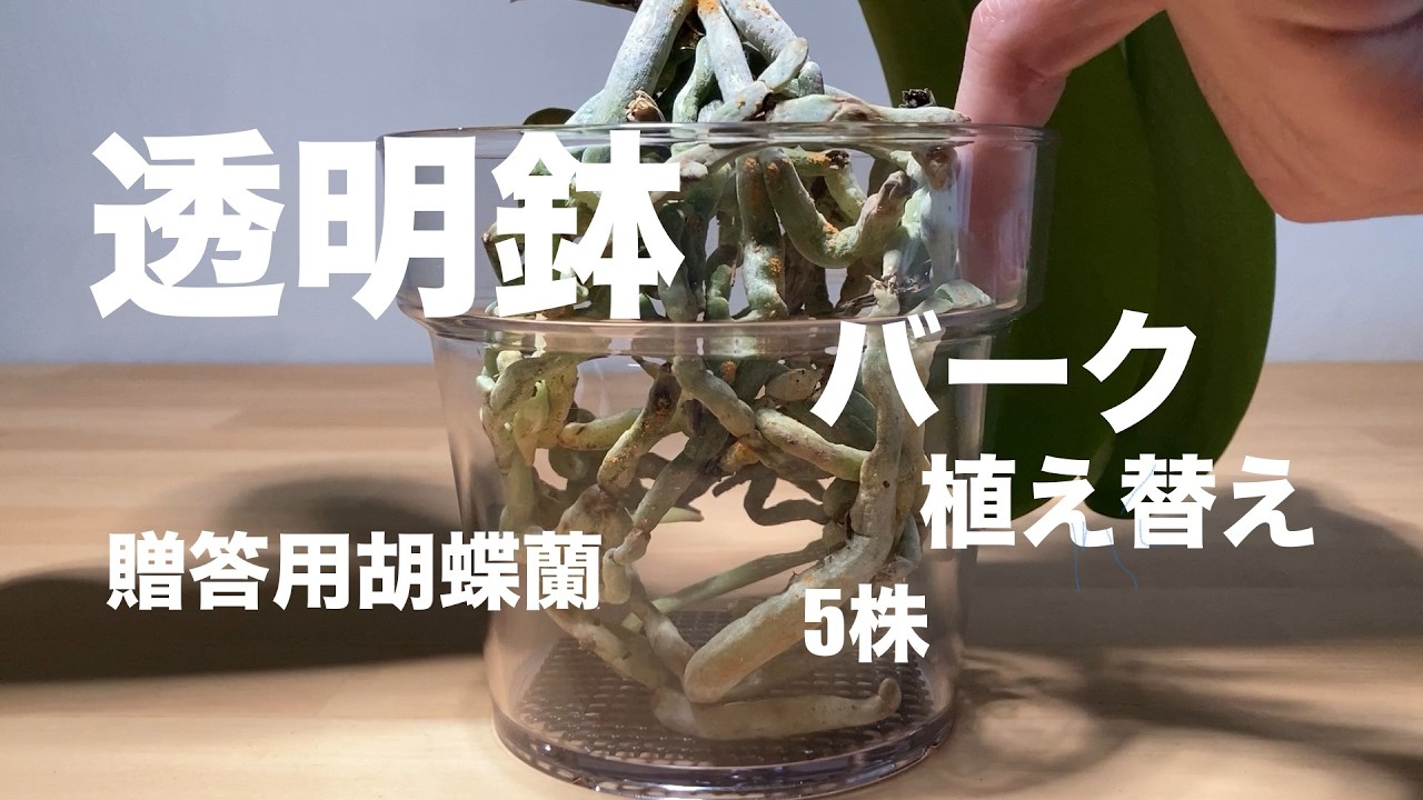 贈答用胡蝶蘭育ててみたvol.12　水不足から救出した５株の７ヶ月後