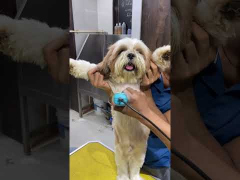 Shihtzu Haircut Grooming 🐶✂️
