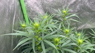 Growing With Dubz S7 Ep.14 Breeding Tent On It’s Way!!! (Greatest Comeback Ever)