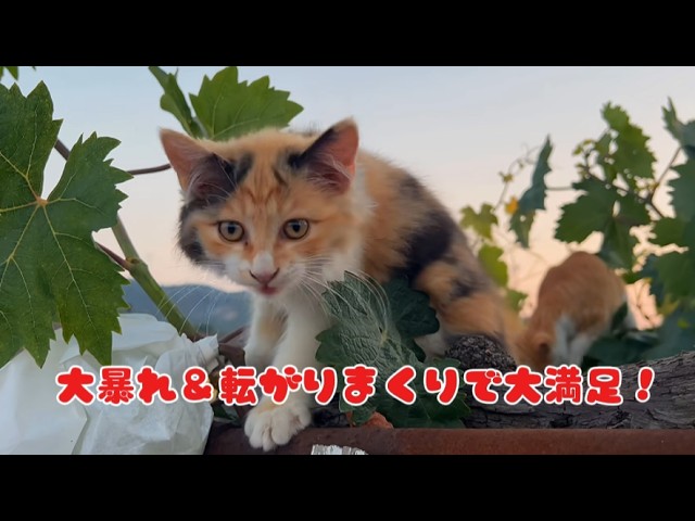 Country Tabby Cat in Summer: Wild Play and Rolling Around to Its