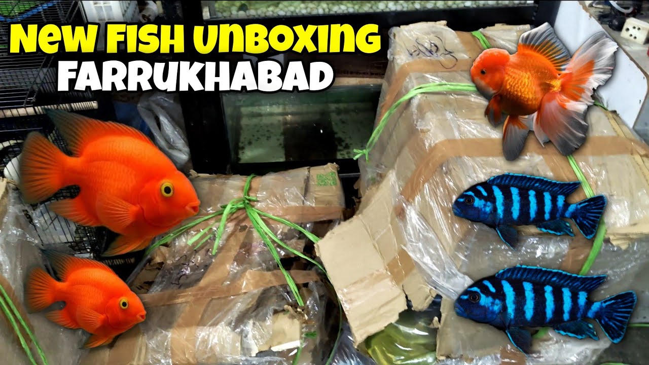 New Fish Stock Unboxing || Krrish Fish Aquarium Shop Farrukhabad #fish #fishaquariumshop #viralvideo
