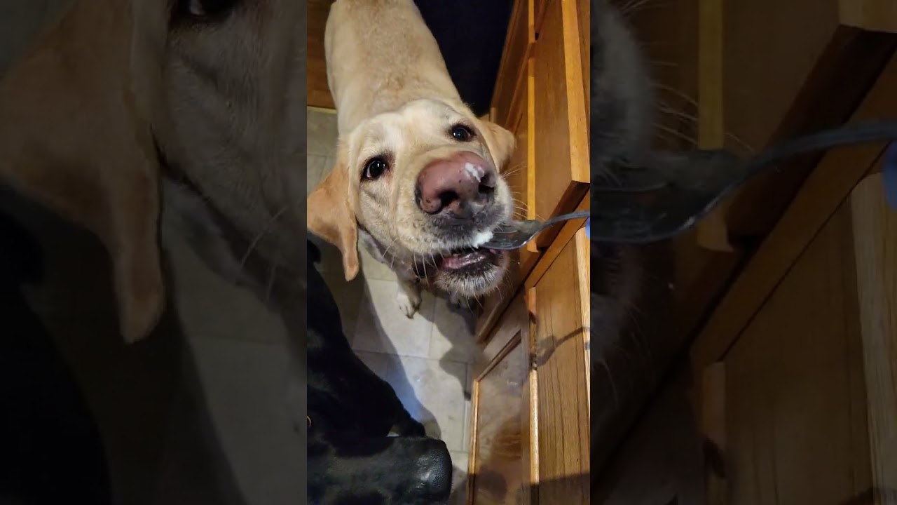 My Yellow Lab + Mashed Potatoes = Slow Motion Drool. 😂