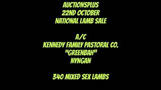 Kennedy mixed sex lambs screenshot 2