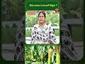 వేసవి పంటలు ఏ కాలంలో వేస్తారు