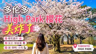 Cherry Blossoms in High Park, Toronto  | 多伦多樱花美翻了 screenshot 4