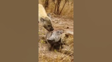 Leopard and Hyena Break Warthog Apart While Still Alive #shorts #shortvideos