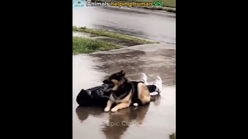 Animal helping humans[animal lover]#trollface #edit #troll #fyp #usa #shorts #animals #animalrescue