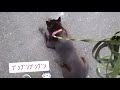 【甲斐犬☆奈々】犬や人に会ったらこうなる!Cute dogs when you meet dogs and people#YouTubeショート#shorts#短い動画