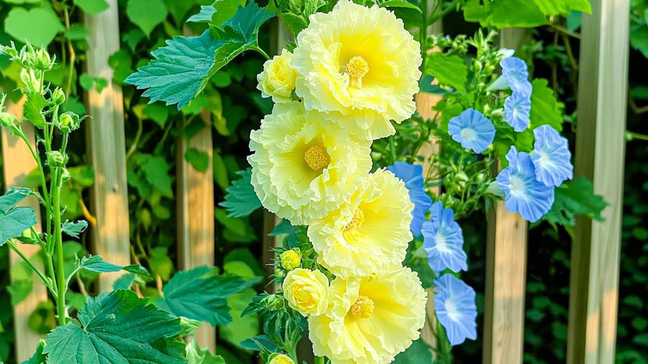 Прекрасная музыка для успокоения ума 🌸 Сделайте перерыв и избавьтесь от негативной энергии