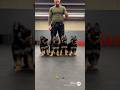 German shepherd puppies training for U.S. army sniffer dog #k9 #germanshepherd #puppy #dog #shorts