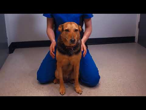 Video: Cómo Sujetar Un Perro