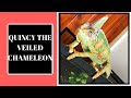 BEFORE YOU BUY A VEILED CHAMELEON WATCH THIS!