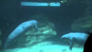 The Seas With Nemo & Friends Manatees 1 11 05 2014