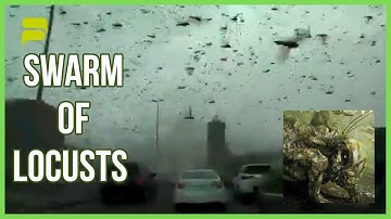 A SWARM OF LOCUSTS of Biblical Proportions in the Middle East