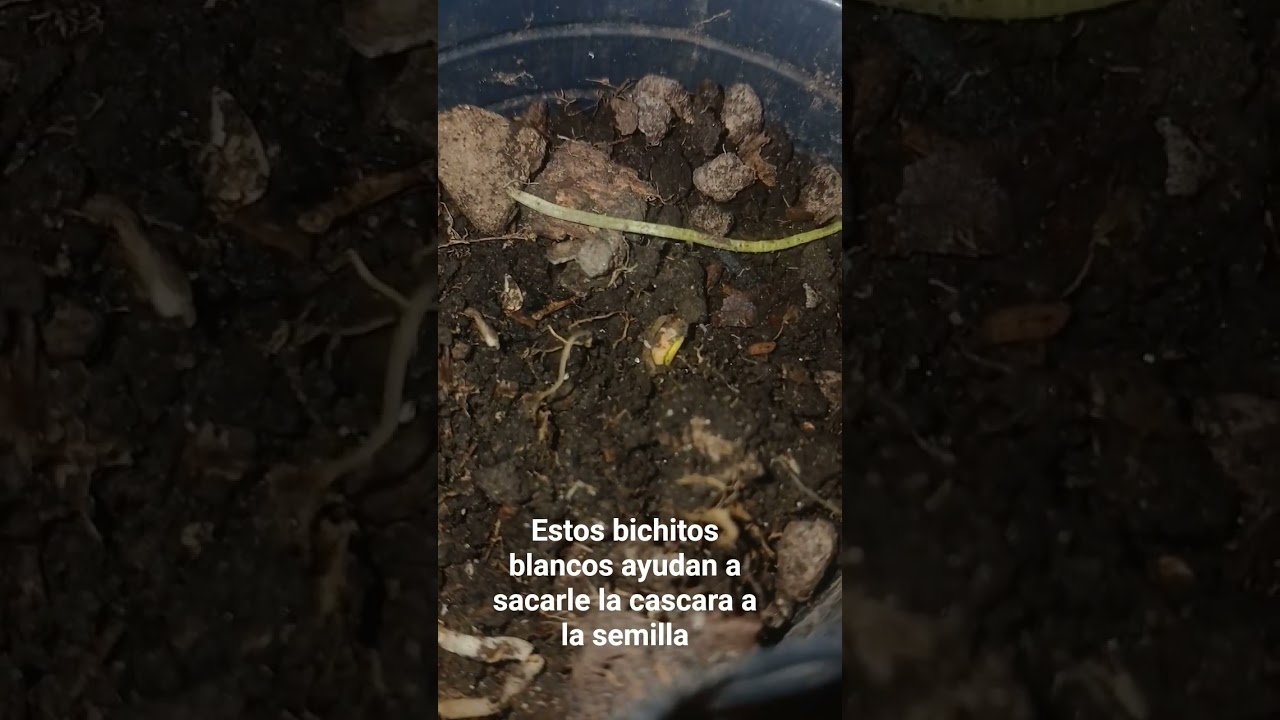 inicio de cultivo automaticas 11 de septiembre