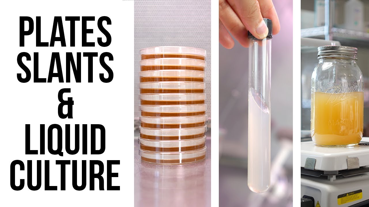 How to Make Plates, Slants, and Liquid Culture for Mushroom Cultivation