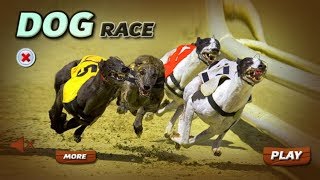 Best Dog Virtual Betting Game | Virtual betting game Greyhound Racing game 3D screenshot 5