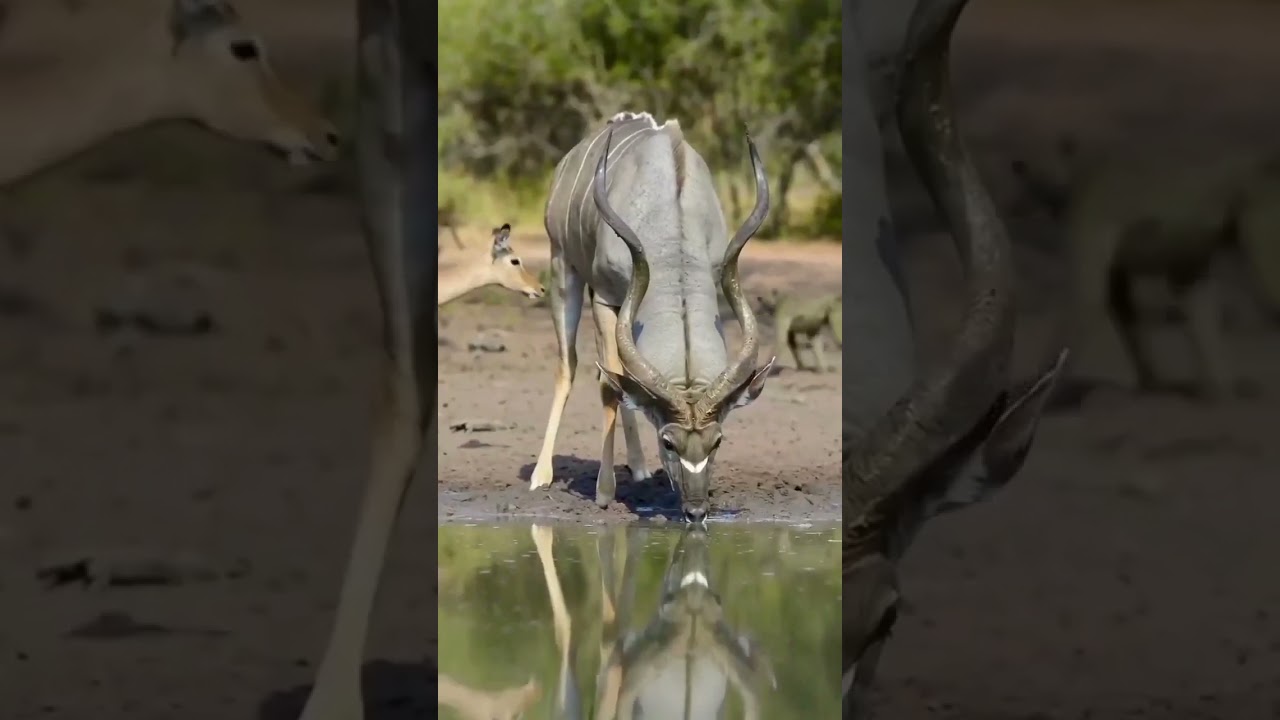 Kudu Antelope 