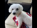 Chloe's Story and Holiday Shopping Tip