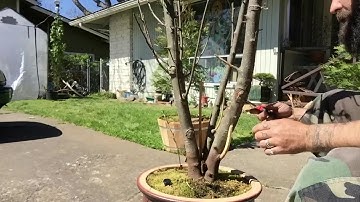 Bonsai jedeye: creating Shari part 1