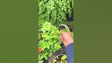 My pollinator garden!(Anyone in small spaces canalso attract butterflies with 12 sqft)