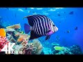 Aquarium 4K VIDEO (ULTRA HD) 🐠 Sea Animals With Relaxing Music - Rare &amp; Colorful Sea Life Video