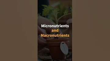 Unlocking Plant Growth Secrets: The Essential Nutrients for Hydroponic Success #shorts #hydroponics