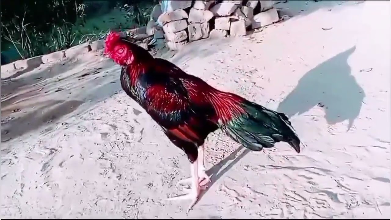 Haseel han beautiful village animal life Bird Life village life 