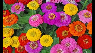 Zinnia Flowers, Chrysogonum peruvianum, Mixed Colors!
