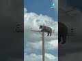 Elektr ustuniga chiqib olgan ayiq internetni lol qoldirdi