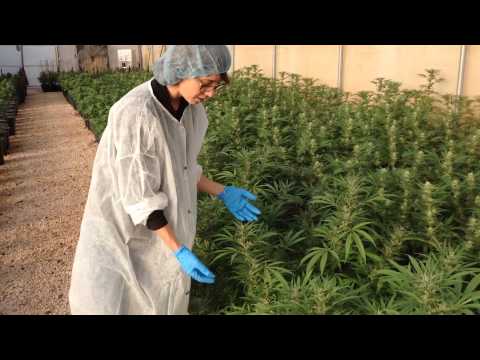 Video: What is cannabis? Varieties of cannabis and use in medicine