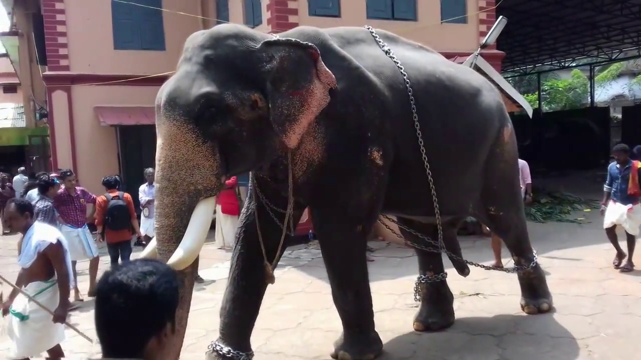 ആനച്ചന്തം BEAUTIFUL ELEPHANT PLANET Elephant Vylassery Arjunan/ thrissur pooram 2018