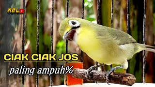 CIAK CIAK JOSS KECIAL KUNING AMPUH||PANCINGAN KECIAL MALAS BUNYI||